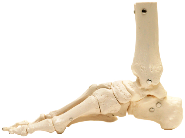 Squelette de Pied flexible