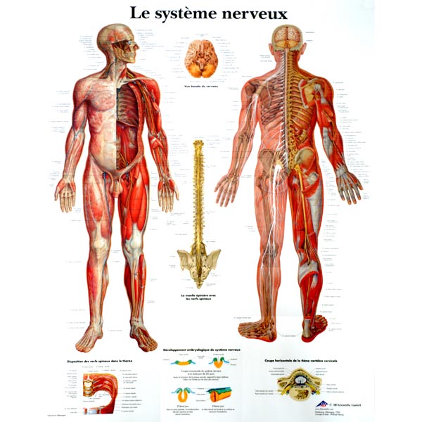 Planche du système nerveux