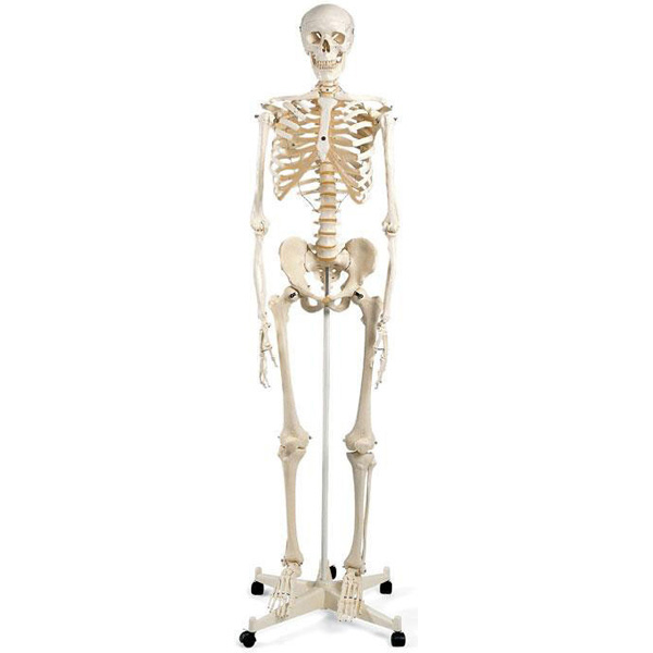 Squelette OSCAR à colonne fixe