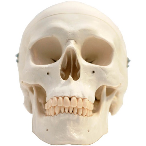 [ANARCR00005] Crâne standard