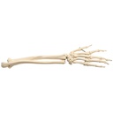 Squelette de main