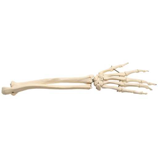 [ANARMA00001] Squelette de main