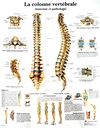 Planche Anatomique de la colonne Vertébrale