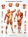 Planche Anatomique de la musculature humaine