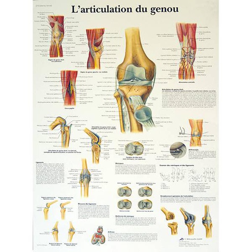 [ANARPL00005] Planche anatomique Articulation du Genou