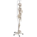 Squelette HUGO à colonne Flexible